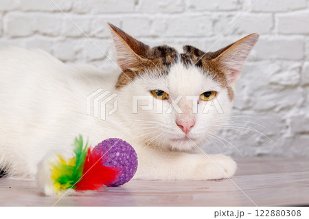 beautiful white cat lies with toys close-up beautiful white cat lies with toys close-up 122880308
