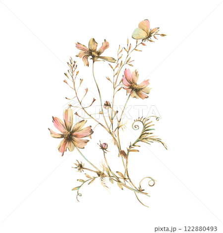 Field, meadow, wild flowers and herbs cosmos and other, butterfly. Watercolor illustration hand drawn in beige, brown and ocher colors. Bouquet isolated from the background Field, meadow, wild flowers and herbs cosmos and other, butterfly. Watercolor illustration hand drawn in beige, brown and ocher colors. Bouquet isolated from the background 122880493