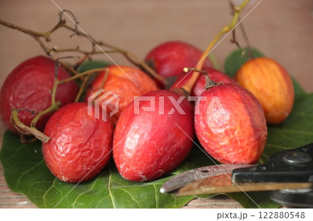 収穫した完熟タマリロ 122880548