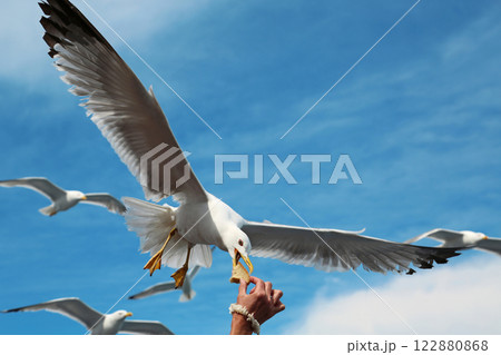 Seagull takes the bread from hand 122880868