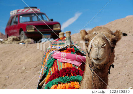 Red retro car and camel in desert 122880889