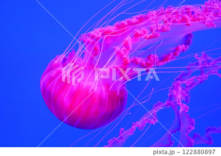 Pink medusa swims underwater Pink medusa swims underwater 122880897