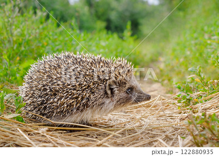 Small hedgehog stands on the path 122880935