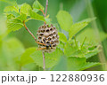 Paper wasp builds a nest on a hazel branch, green grasshopper on background 122880936