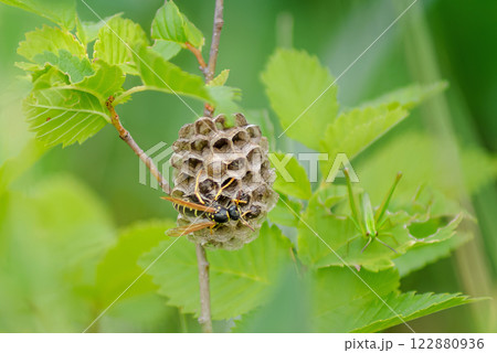 Paper wasp builds a nest on a hazel branch, green grasshopper on background 122880936