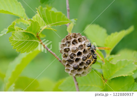 Paper wasp builds a nest on a hazel branch 122880937