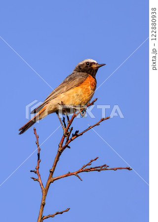 Common Redstart (male) sitting on a branch, clear blue sky 122880938