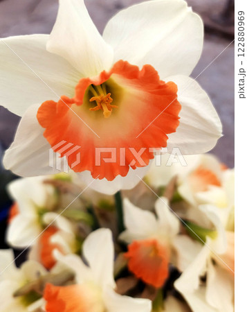 Close up narcissus flower 122880969
