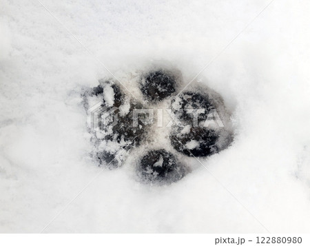 Close-up of a dog footprint in the snow 122880980