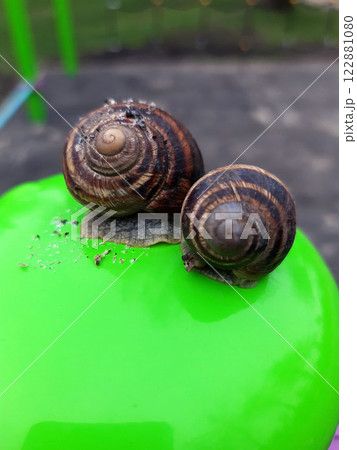 Grape snails close up Grape snails close up 122881080