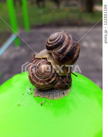 Grape snails close up Grape snails close up 122881109