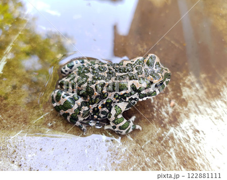 Green frog in water close up Green frog in water close up 122881111