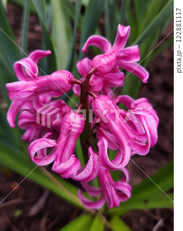 Hyacinth orientalis close-up Hyacinth orientalis close-up 122881117