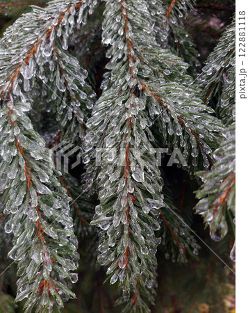 Icy pine branches close-up 122881118