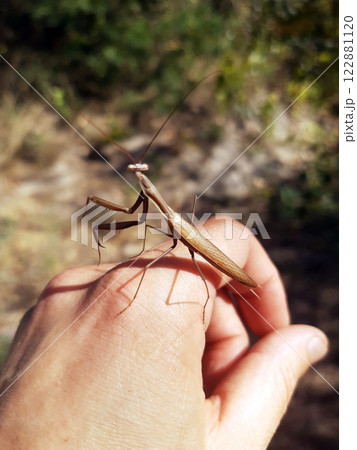 Mantis insect on hand Mantis insect on hand 122881120