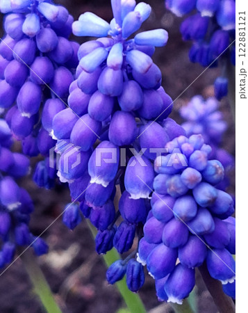 Muscari armenian closeup Muscari armenian closeup 122881121