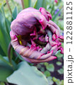 Parrot tulip close-up 122881125