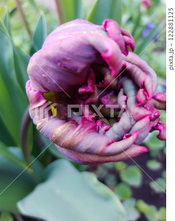 Parrot tulip close-up 122881125