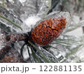 Pine cone in ice in winter close up 122881135