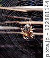 Spider in the web 122881144