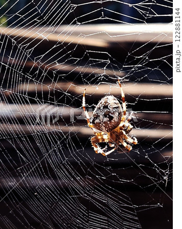Spider in the web 122881144