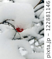Viburnum berry under a cap of snow 122881146