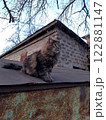 Yard cat on the roof of a car garage 122881147