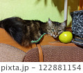 Cat and green apple 122881154