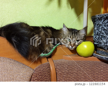 Cat and green apple Cat and green apple 122881154