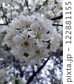 Cherry blossom bloom 1 122881155