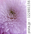 Chrysanthemum flower close up 122881156