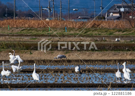 渡り鳥の楽園 122881186