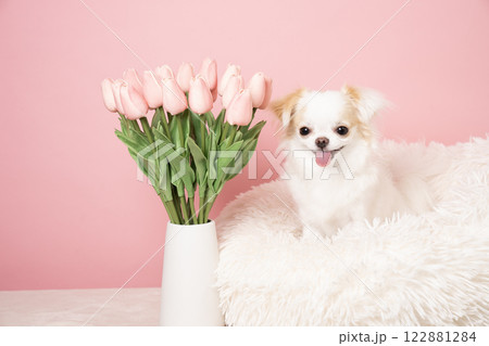 ピンクバックとチューリップと笑う白いチワワ ピンクバックとチューリップと笑う白いチワワ 122881284