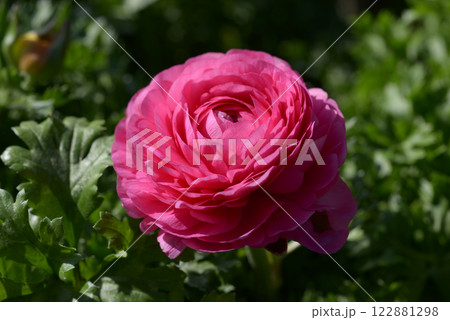 ピンクのランキュラス 122881298