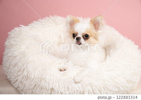 ピンクバックと白いベッドに入った白いチワワ 122881314