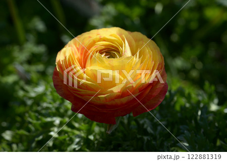 黄色いランキュラ 122881319