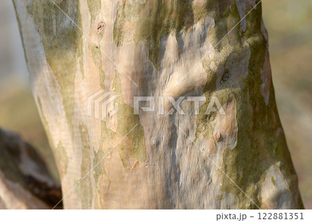 サルスベリ　木肌 122881351