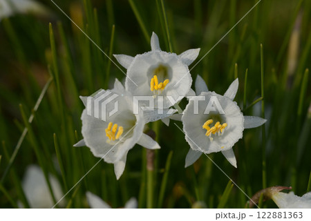 ナルキッスス 122881363