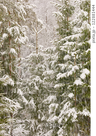 The heavy snowfall in a wild park, winter fairy tale in the forest, snow-covered tree branches, large flakes of snow are slowly falling, nobody, snow storm, blizzard The heavy snowfall in a wild park, winter fairy tale in the forest, snow-covered tree branches, large flakes of snow are slowly falling, nobody, snow storm, blizzard 122881444