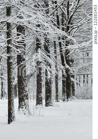 The heavy snowfall in a wild park, winter fairy tale in the forest, snow-covered tree branches, large flakes of snow are slowly falling, nobody, snow storm, blizzard The heavy snowfall in a wild park, winter fairy tale in the forest, snow-covered tree branches, large flakes of snow are slowly falling, nobody, snow storm, blizzard 122881453