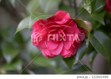 菊冬至 ツバキ 菊冬至 ツバキ 122881499