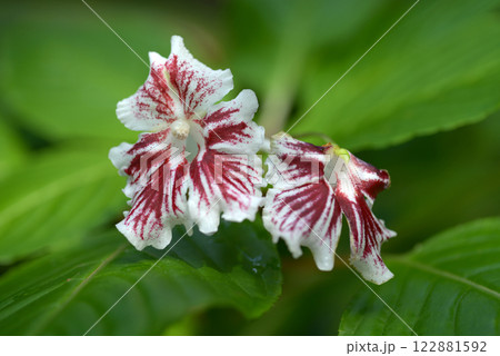 インパチエンス・グランディス 122881592