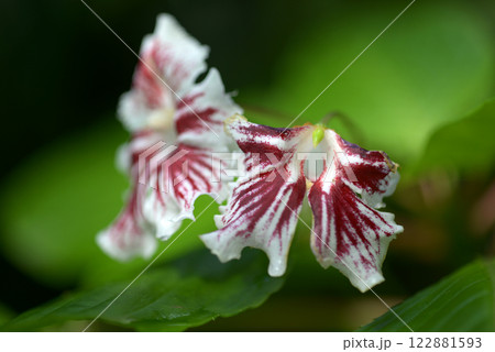 インパチエンス・グランディス インパチエンス・グランディス 122881593