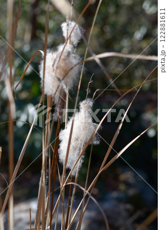 ガマの綿毛 ガマの綿毛 122881611