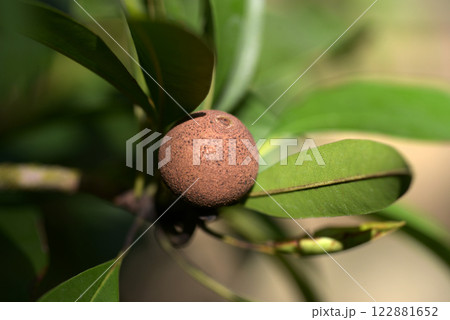 サボジラ サボジラ 122881652