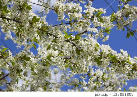 Cherry tree in full bloom with numerous white close-up flowers against a clear blue sky 122881809