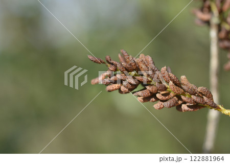 False indigo-bush False indigo-bush 122881964