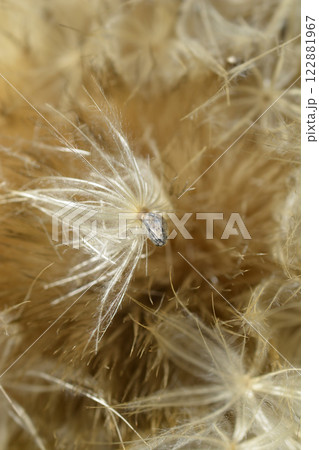 Artichoke thistle Artichoke thistle 122881967