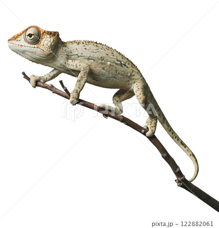 Chameleon perched on a branch isolated on a white background. Neutral-colored reptile with a textured body, ideal for biology, zoology, and wildlife-themed projects. Chameleon perched on a branch isolated on a white background. Neutral-colored reptile with a textured body, ideal for biology, zoology, and wildlife-themed projects. 122882061