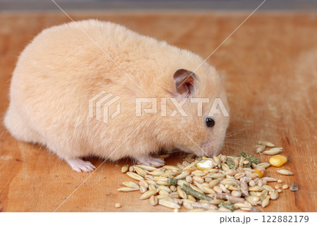 Hamster eating seeds on a wooden surface. Hamster eating seeds on a wooden surface. 122882179